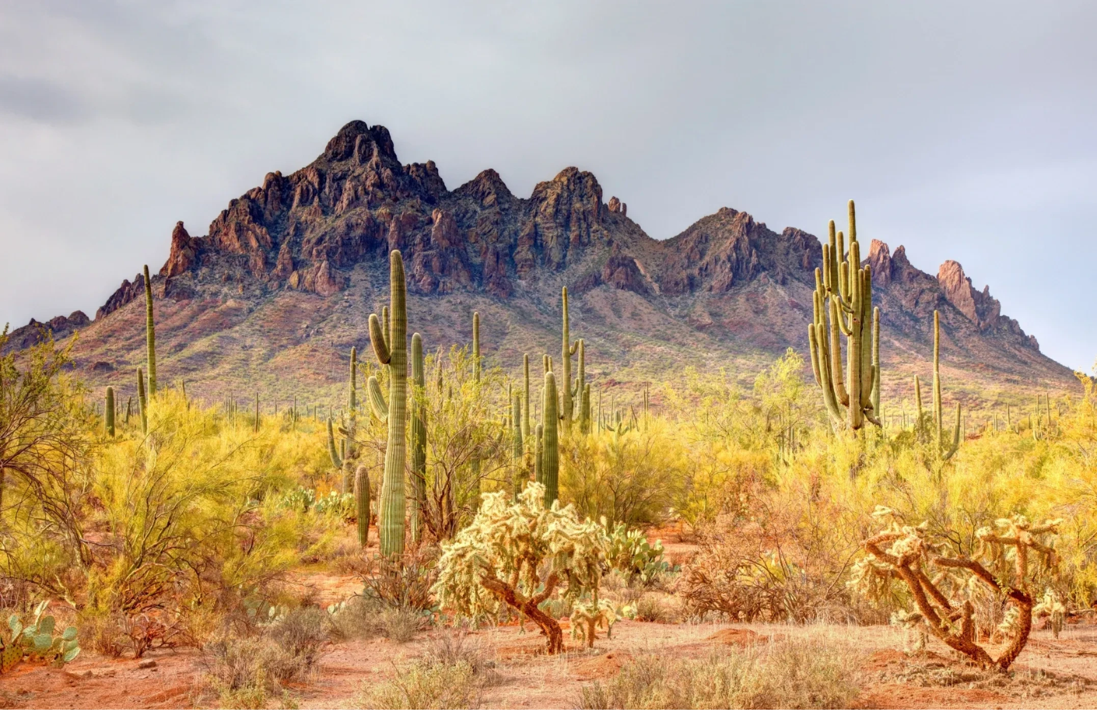 Arizona desert trail